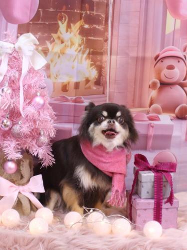 20241226フェルくん